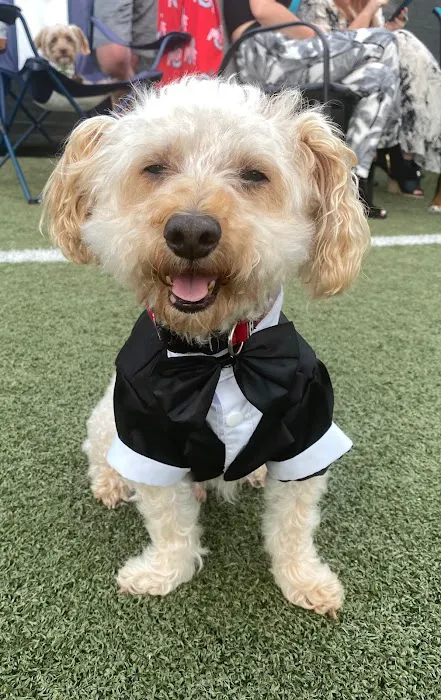 Doggos Dog Park & Pub 8
