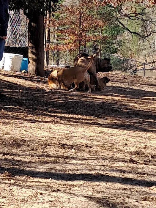 Dog Park 4
