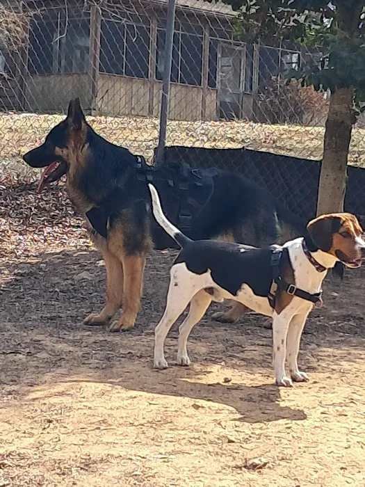 Dog Park 2