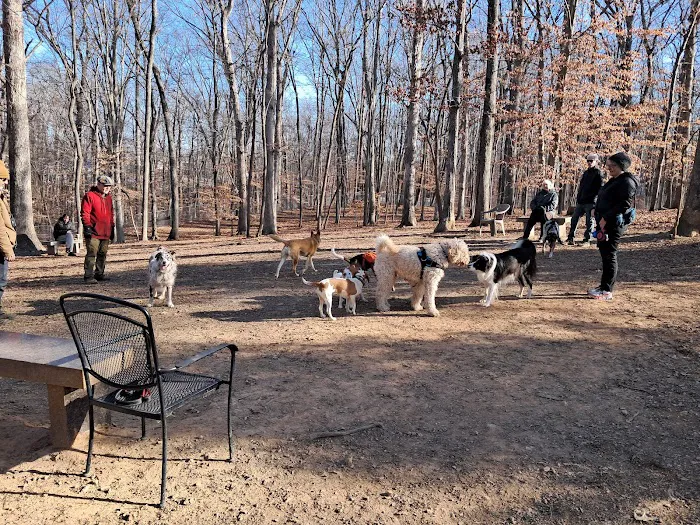 Dog Park 5