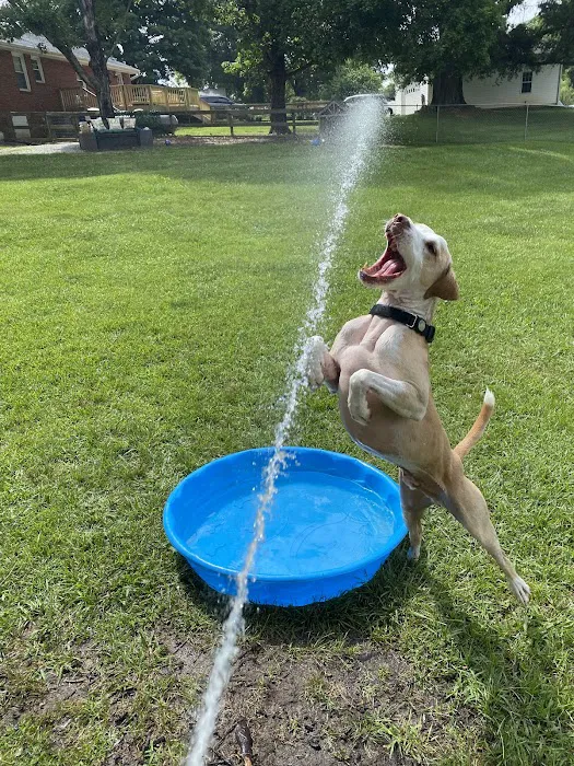 Private Dog Playground by Appointment ONLY 5