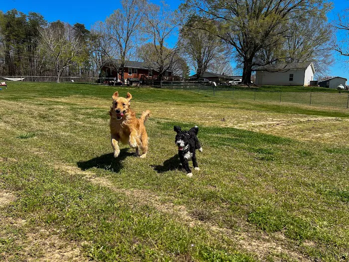 Private Dog Playground by Appointment ONLY 4