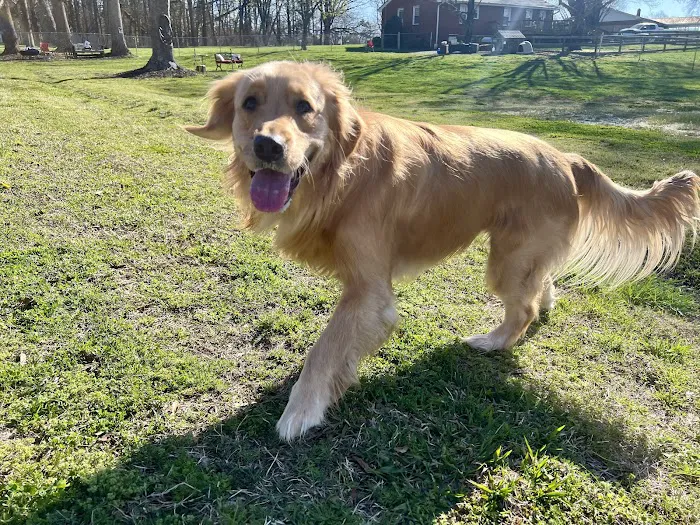 Private Dog Playground by Appointment ONLY 9