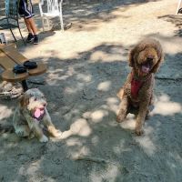 Griffin Dog Park ico