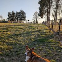 Barkdale Dog Park ico