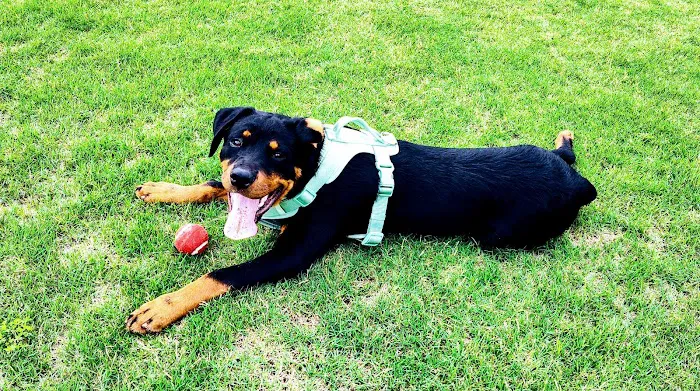 Barkdale Dog Park 3