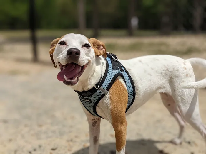 Barkdale Dog Park 4