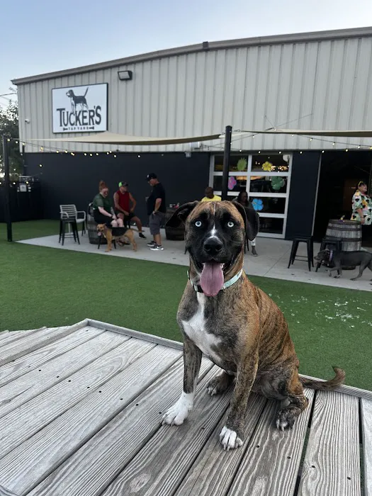 Tucker's Tap Yard 6
