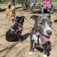 Dog Park at Washington Park ico