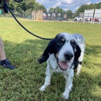 Tanglewood Dog Park ico