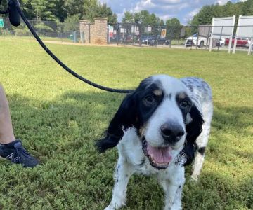 Tanglewood Dog Park