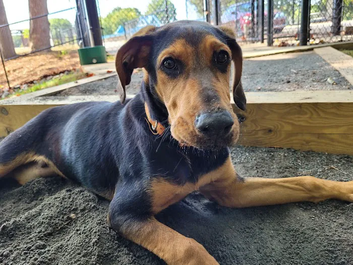 Dog Park 1