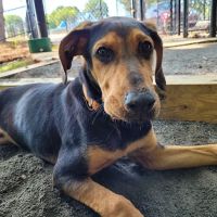 Dog Park ico