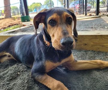 Dog Park