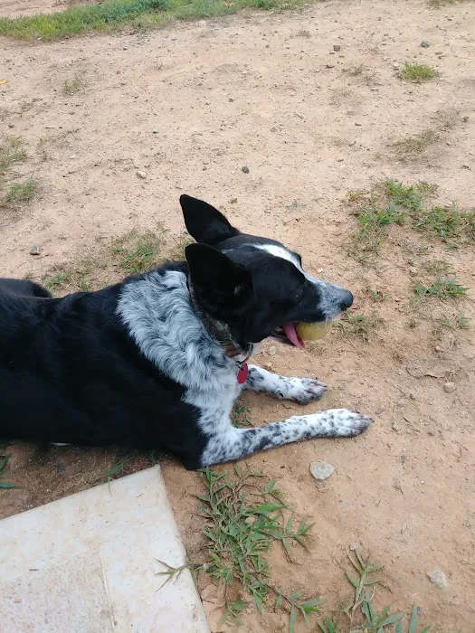 Precious 9 Memorial Dog Park 8