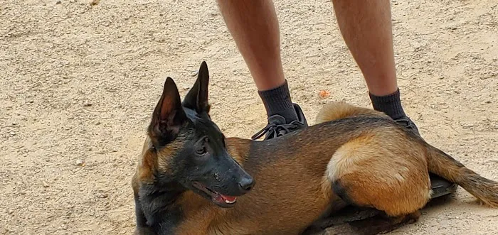 Swaney Pointe K-9 Park 2
