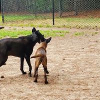 Swaney Pointe K-9 Park ico
