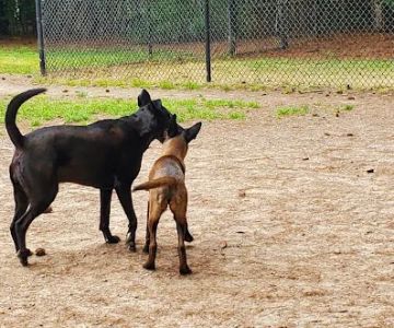Swaney Pointe K-9 Park