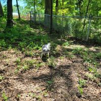 Dog Park at Clarks Creek Community Park ico