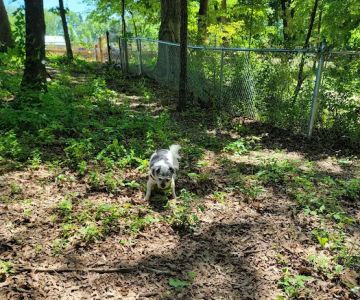 Dog Park at Clarks Creek Community Park