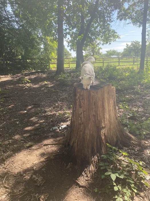 Dog Park at Clarks Creek Community Park 9