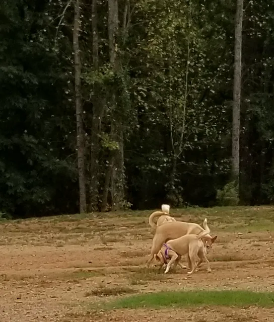 Weddington Road Bark Park 8