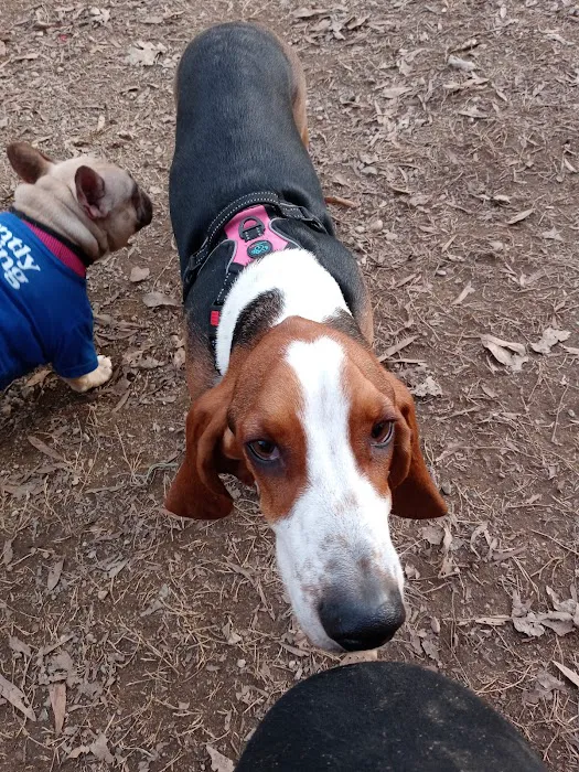 Frazier Place dog park 5
