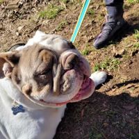 Frazier Place dog park ico