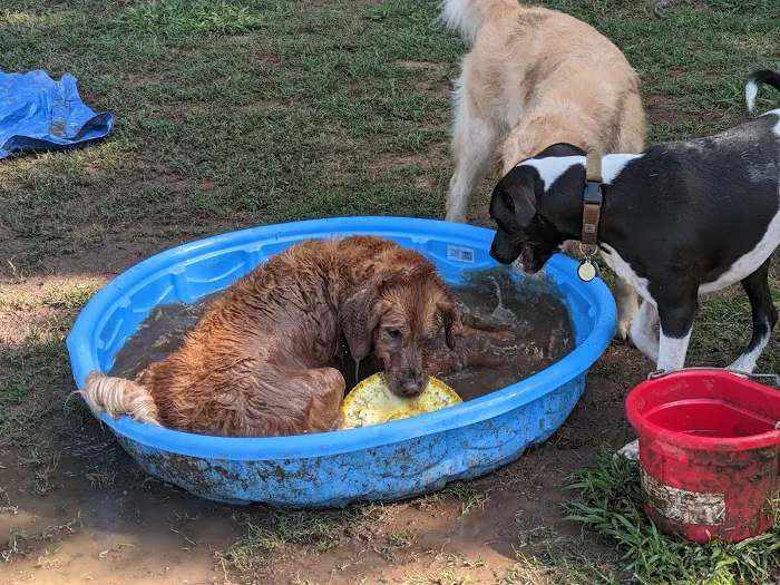 Plaza Midwood Neighborhood Association Dog Park 4