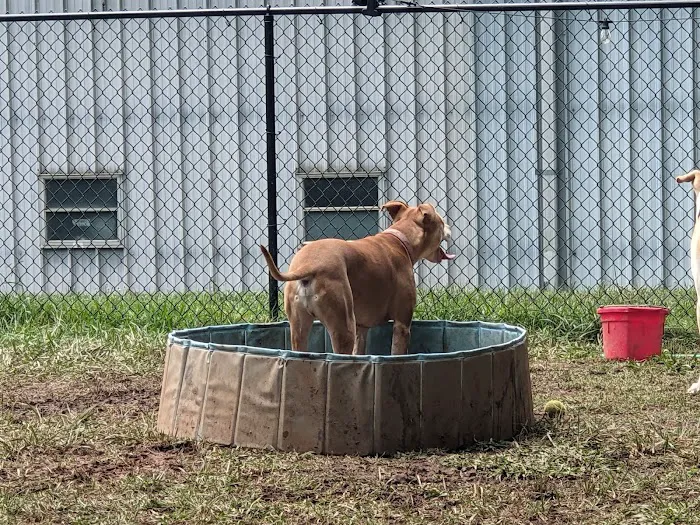 Plaza Midwood Neighborhood Association Dog Park 5