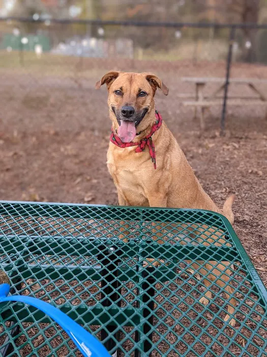 Plaza Midwood Neighborhood Association Dog Park 8