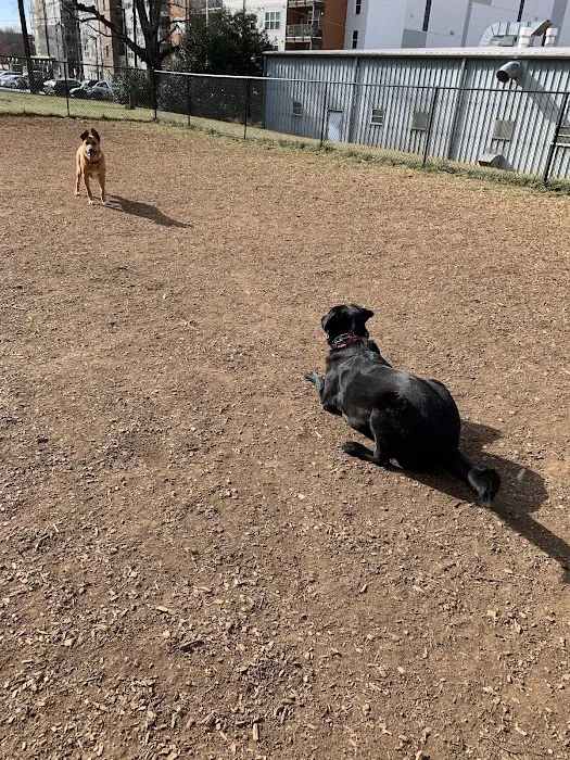 Plaza Midwood Neighborhood Association Dog Park 7