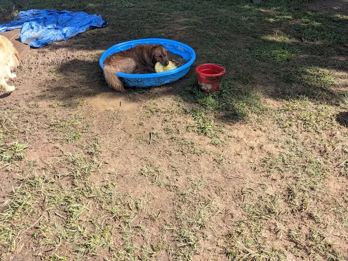 Plaza Midwood Neighborhood Association Dog Park 9