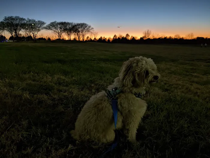 Renaissance Dog Park 3
