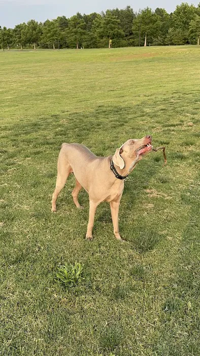 Renaissance Dog Park 9