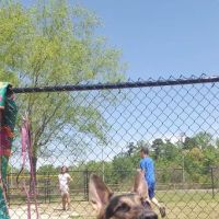 Renaissance Dog Park ico