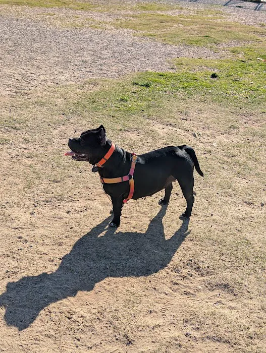 Renaissance Dog Park 8
