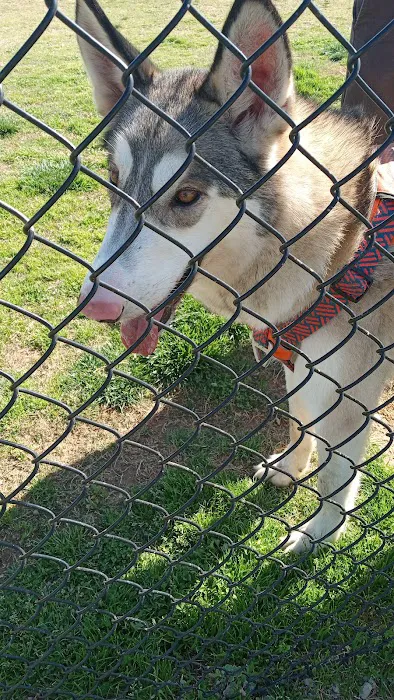 Renaissance Dog Park 7