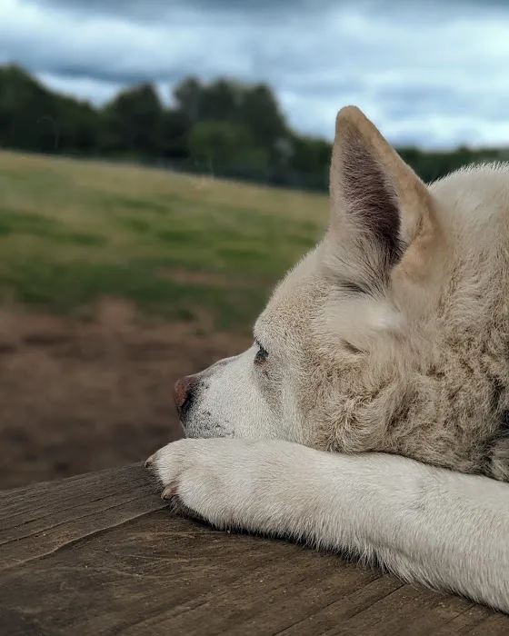 McAlpine Creek Dog Park 2