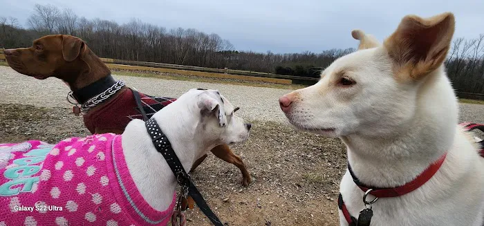 McAlpine Creek Dog Park 6