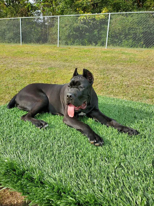 McAlpine Creek Dog Park 9