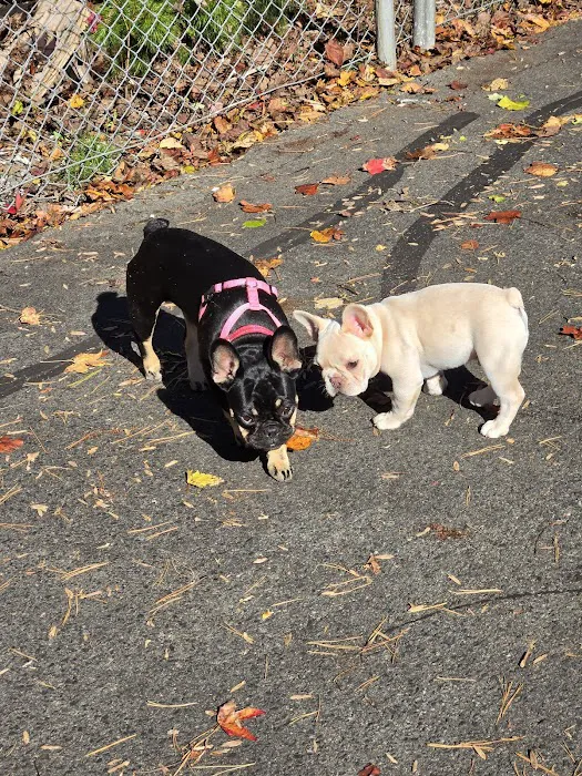 McAlpine Creek Dog Park 10