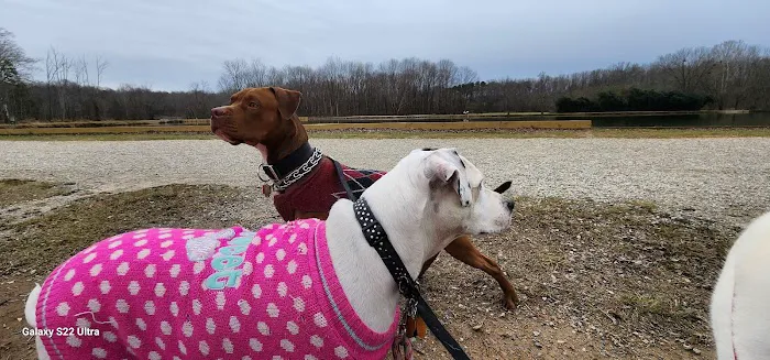 McAlpine Creek Dog Park 1