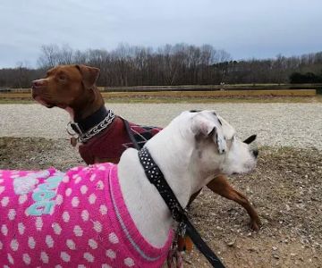 McAlpine Creek Dog Park