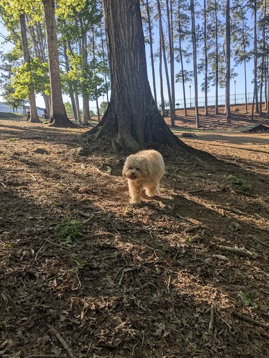 Canine Commons Dog Park 4