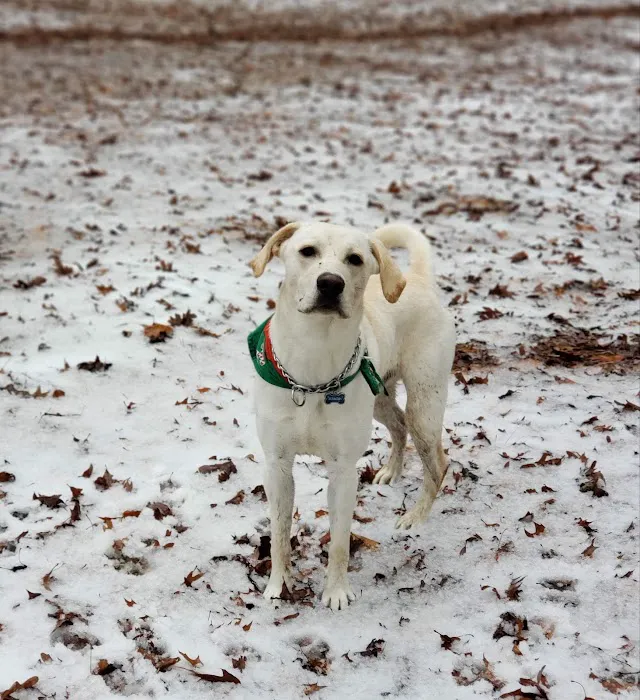 Canine Commons Dog Park 8