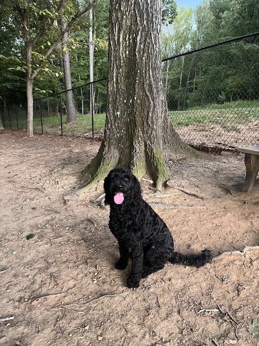 Canine Commons Dog Park 6