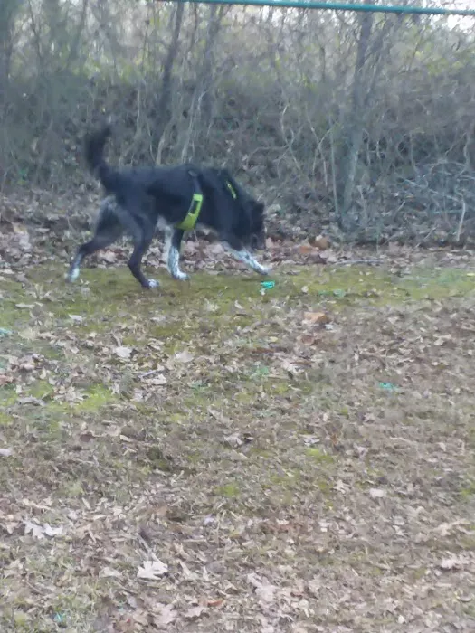 Locust Dog Park 9