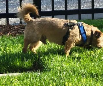Bradley Station Dog Park