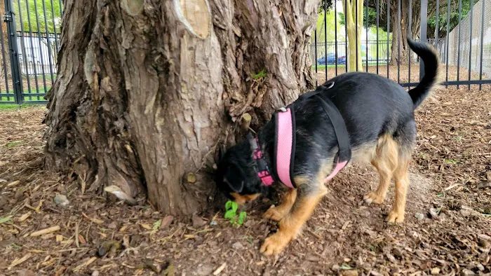 Bradley Station Dog Park 2